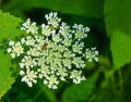 Close-up View of a Queen Anne Ã¢â¬â¢s Lace Wildflower Royalty Free Stock Photo